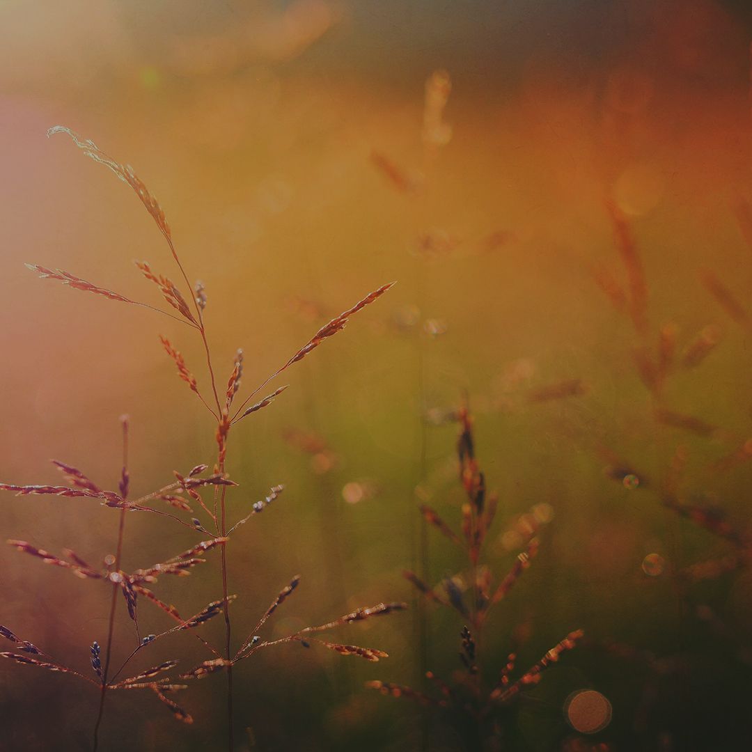 BackgroundImage